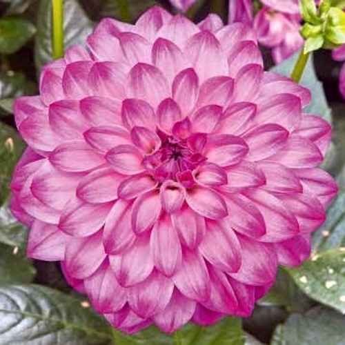 Dahlia hortensis 'Lubega® Power Violet Bicolor' - Aeddaalia 'Lubega® Power Violet Bicolor' P9/0,55L